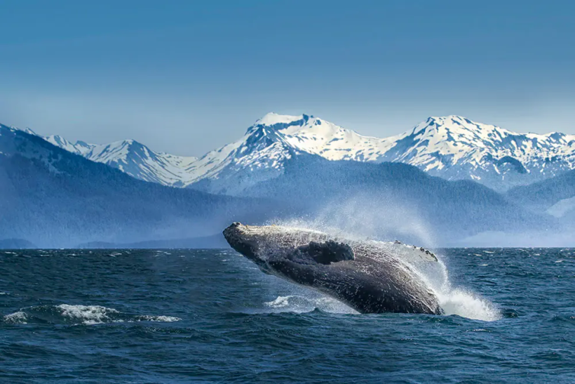 1000×667-alaska-cruise-glacier-bay-breaching-whale
